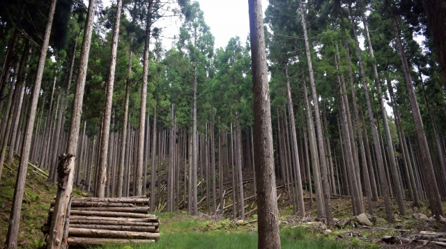 杉の特徴とルーツについて Diy材料として国産杉をお探しなら